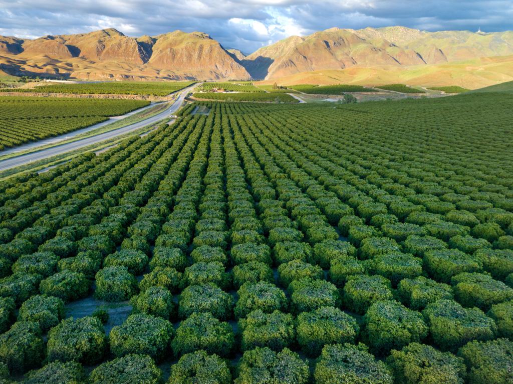 Olive plantation in Bakersfield, California with mountains in the background, under a cloudy sky