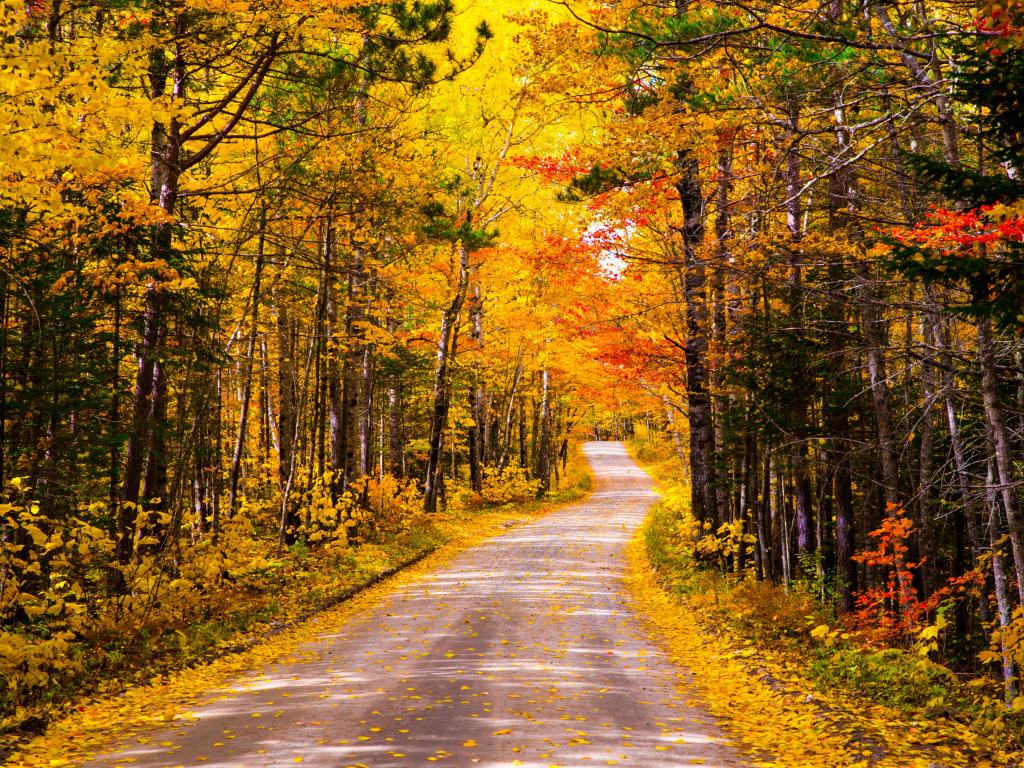 Baxter State Park road in Maine during autumn with red and golden foliage on the trees.