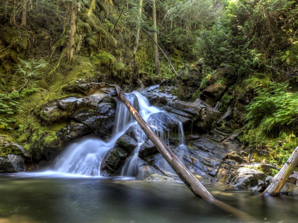 Bonners Ferry, Idaho, USA taken at a creek falls near Kootenai Wildlife Refuge with a tree fallen in the water and forest in the background.