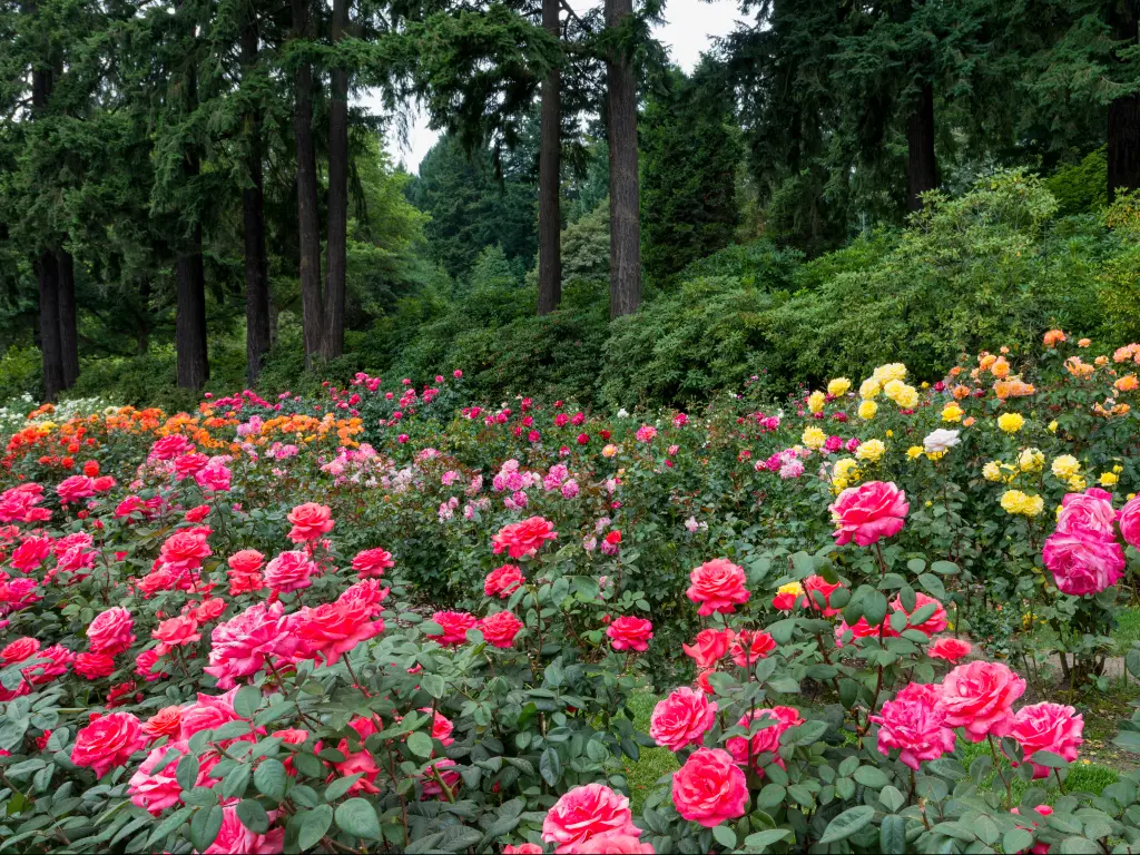 Rose bloom in Portland's International Rose Test Garden in Washington Park