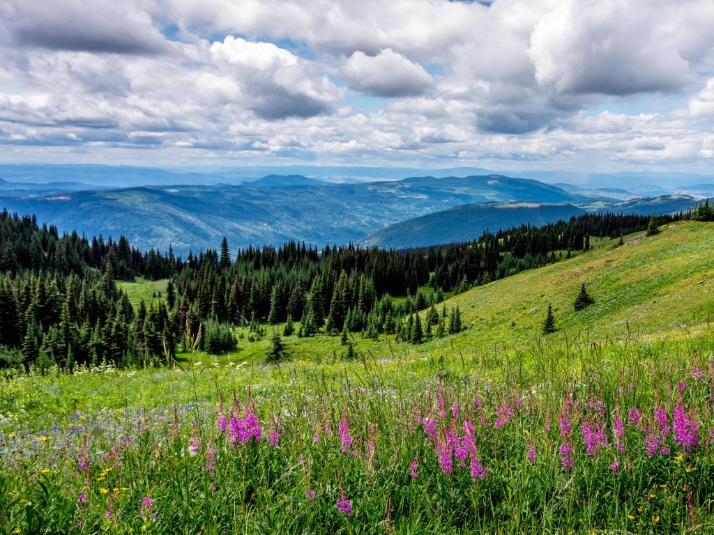 Sun Peaks Resort, British Columbia, Canada with wild flower covered meadows in the foreground and trees and mountains in the distance on a sunny but cloudy day.