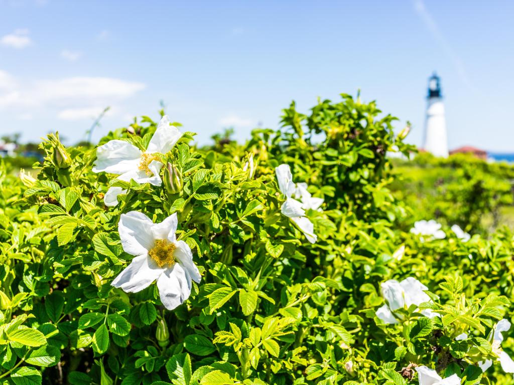 Closeup of many white rugosa rose rosehip flower on bush in Maine with lighthouse in background.