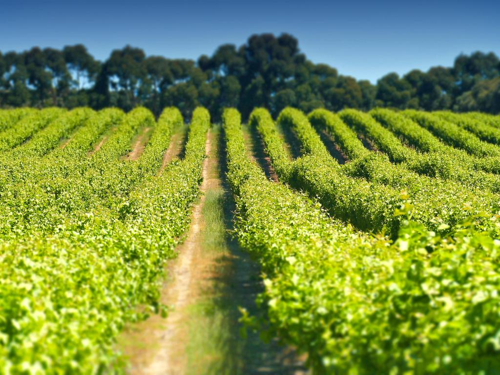 Straight rows of green vines running towards the horizon