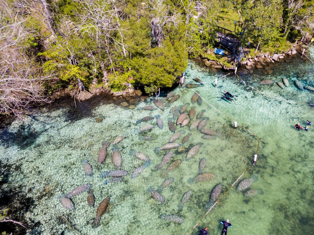 Swimming with manatees at Crystal River, Florida