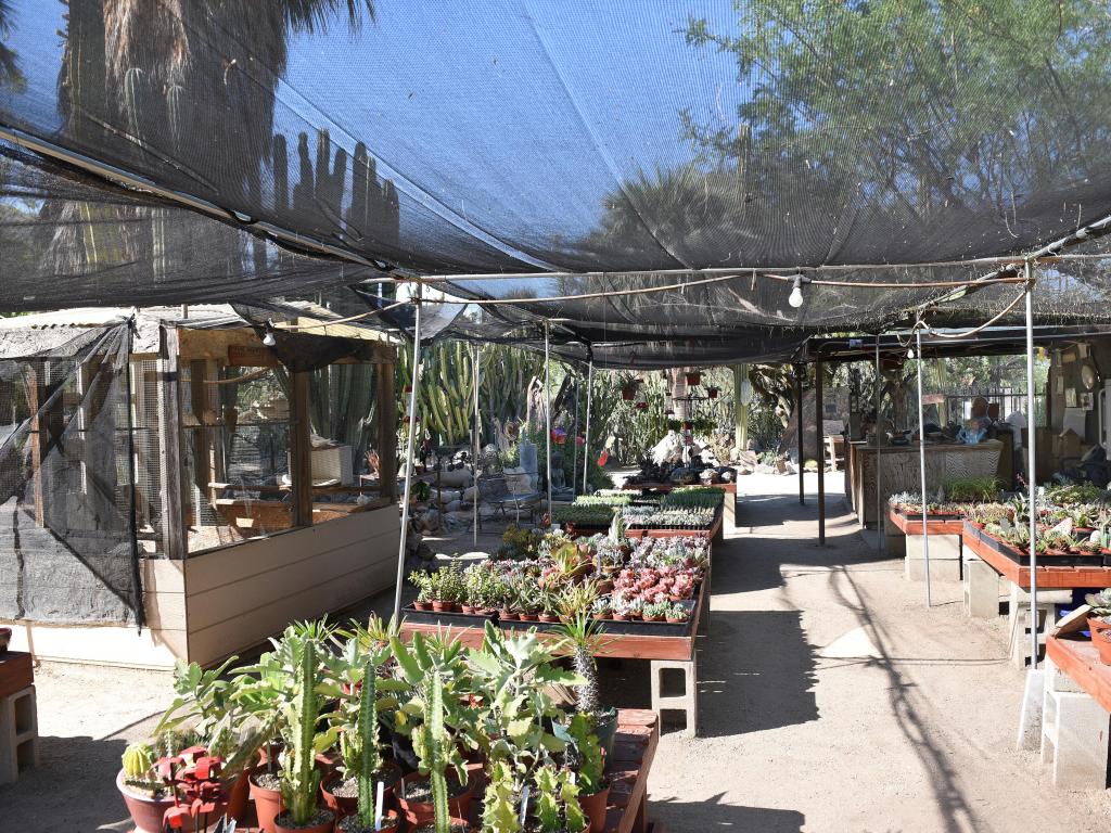 Selections of cacti and desert plants at Moortens Botanical Garden and Cactarium