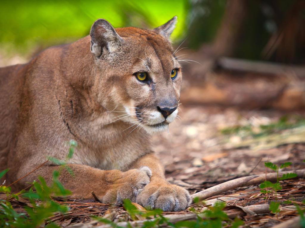 A Florida Panther in its natural habitat 