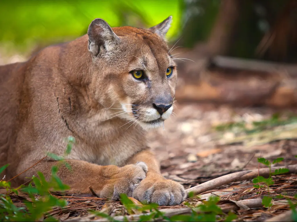 A Florida Panther in its natural habitat 