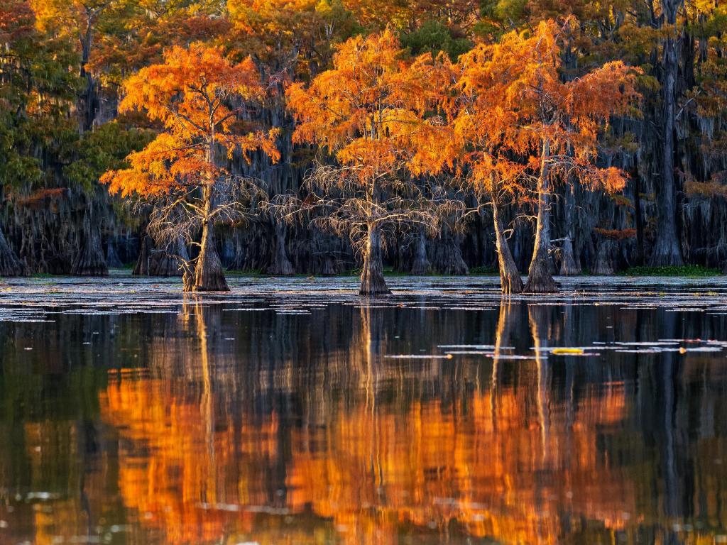 The swamps of Texas and Louisiana, bald cypress, Spanish moss, birds, Lafayette, Caddo Lake, Atchafalaya basin