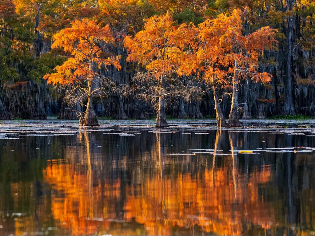 The swamps of Texas and Louisiana, bald cypress, Spanish moss, birds, Lafayette, Caddo Lake, Atchafalaya basin