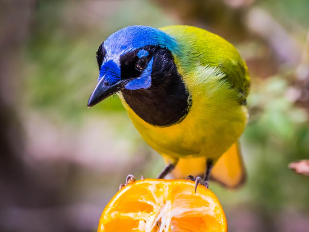 A Green Jay perched on a tangerine 