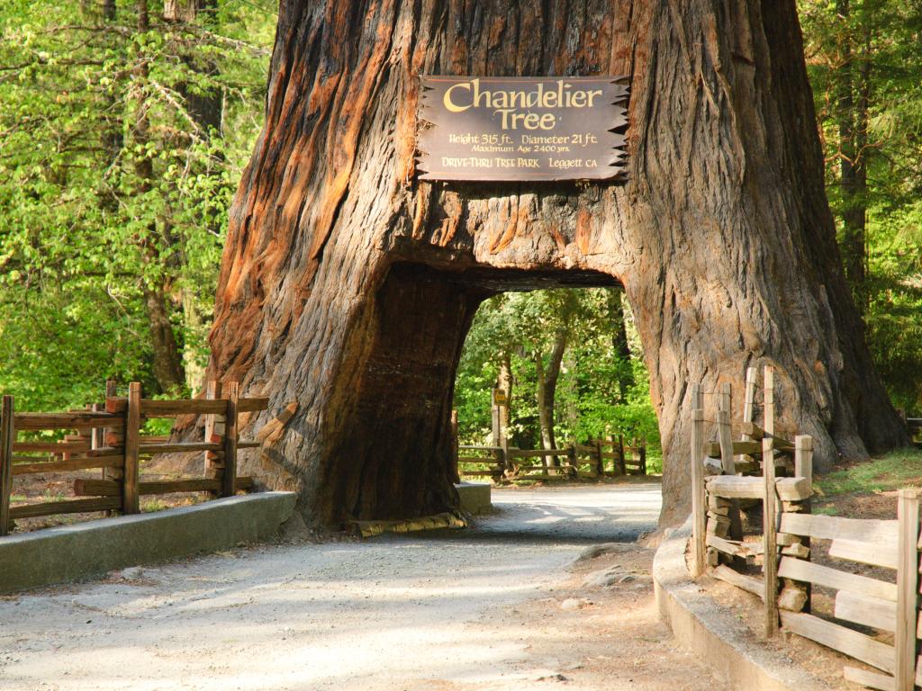 The drive through Chandelier Tree in Leggett, California