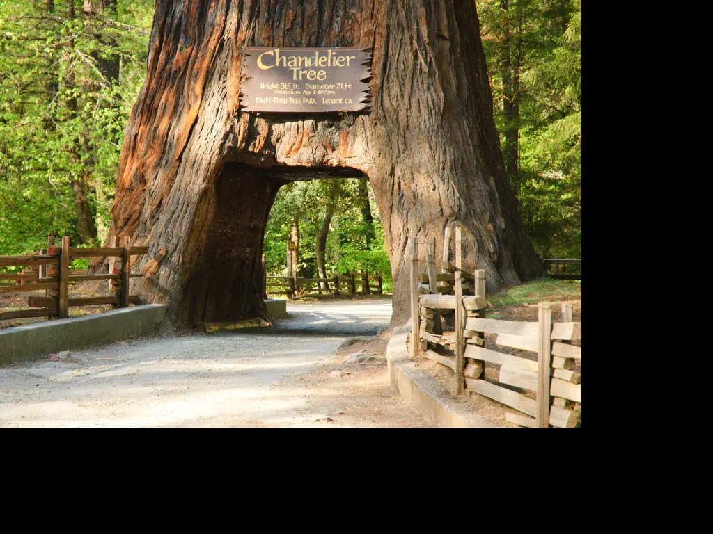 The drive through Chandelier Tree in Leggett, California