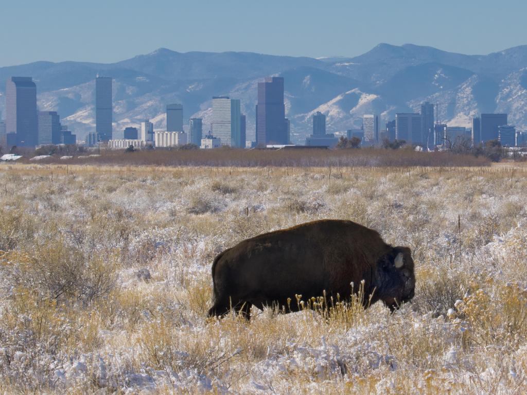 Bison on grassland with tall buildings of Denver and Rocky Mountains in the distance