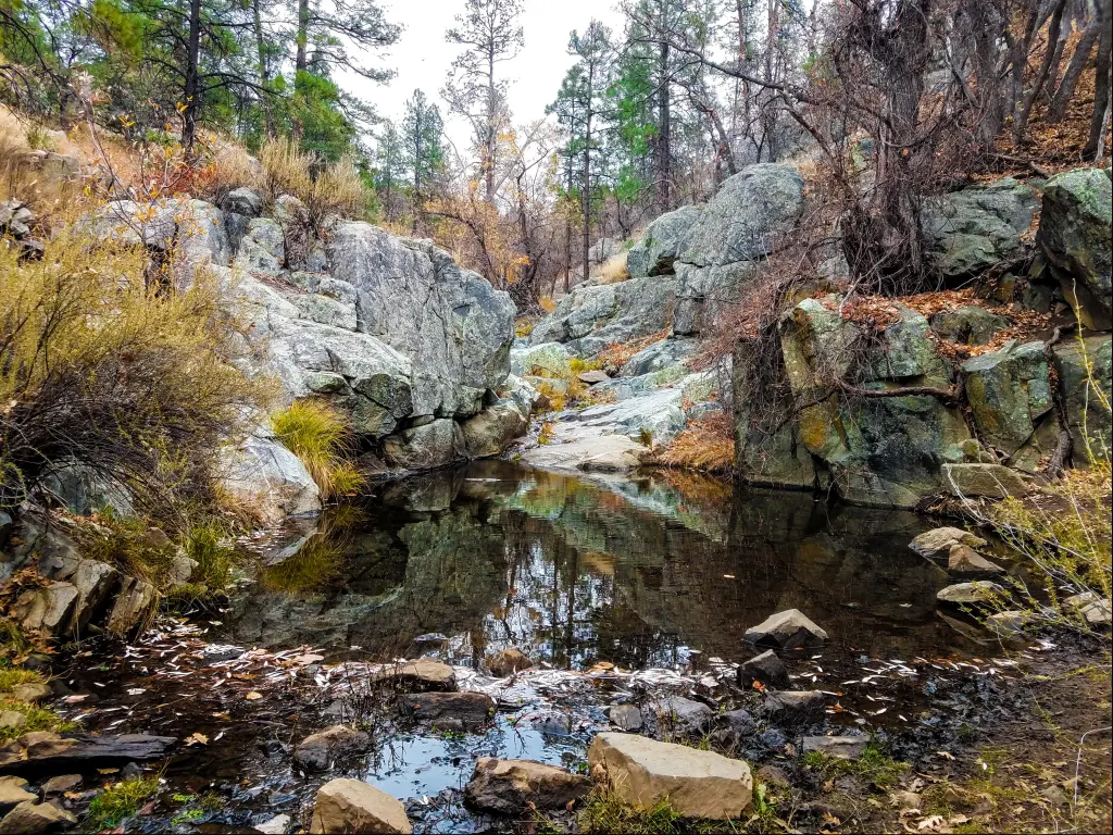 This image was captured in the Prescott National Forest, approximately 1 mile from Goldwater Lake, south of Prescott, Arizona.