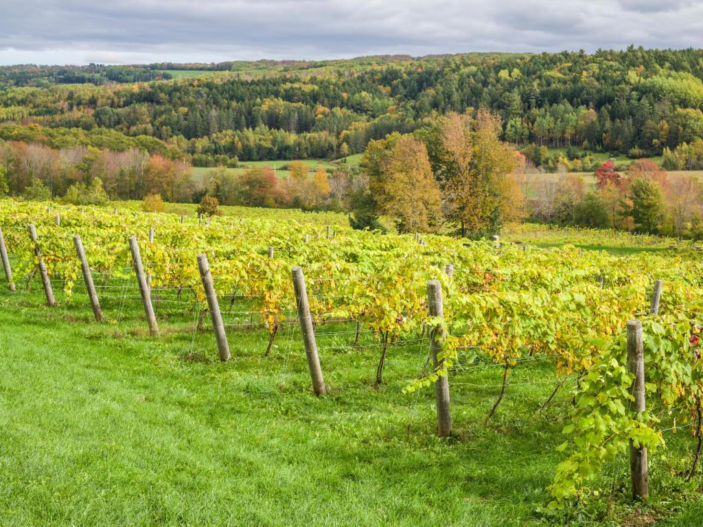 Wolfville, Nova Scotia, Canada taken at the vineyard of Annapolis Valley with trees and hills in the background.