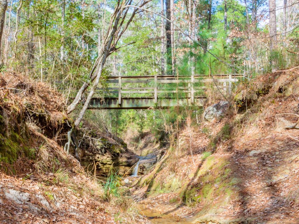 A stream running in the Boykin Springs area of the Angelina National Forest, Texas.