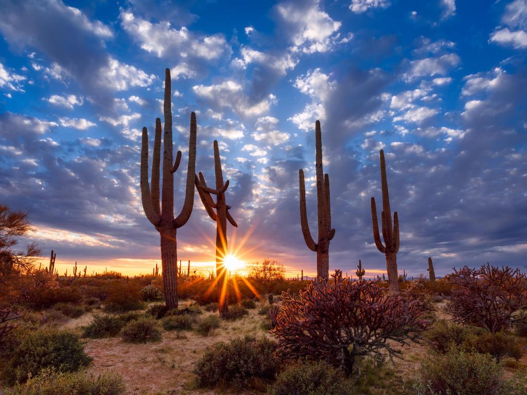 Arizona desert landscape with Saguaro cactus at sunset in the Saguaro National Park.
