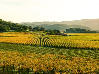 View of autumnal vineyard as the sun sets, misty day over the valley
