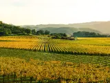 View of autumnal vineyard as the sun sets, misty day over the valley
