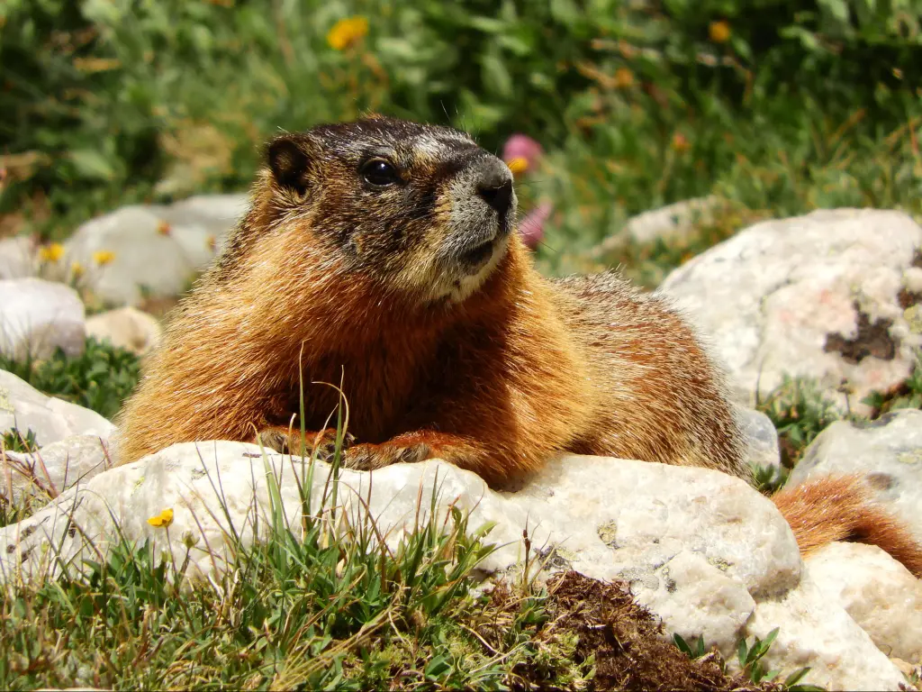 Cute yellow-bellied marmot sunning in the trail along the lakes trail in Medicine Bow National Forest in southeastern Wyoming