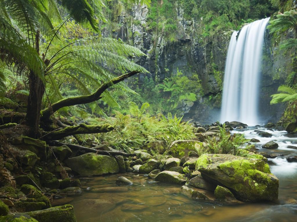 Great Otway National Park, Victoria, Australia with a waterfall in a lush rainforest taken at Hopetoun Falls with trees and rocks in the water in the foreground. 