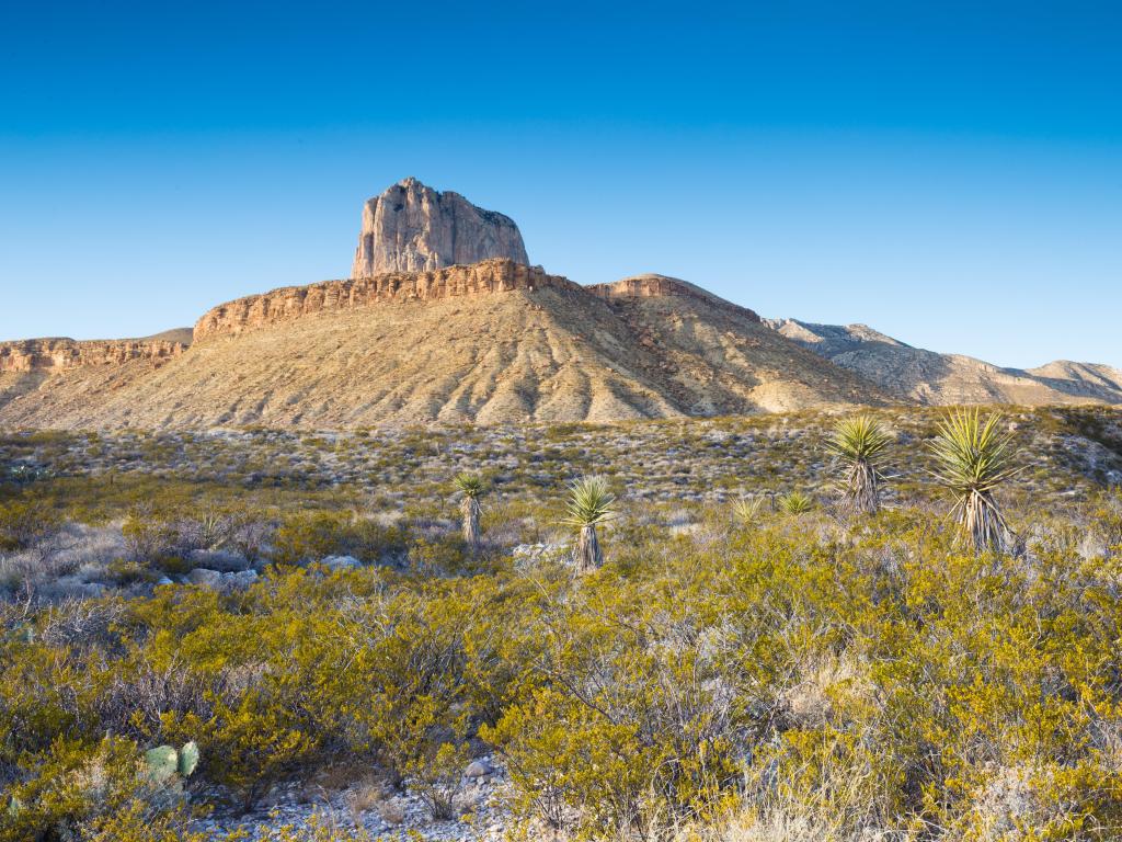 Guadalupe Mountains National Park, Texas, USA with grasses in the foreground and a view of the El Capitan in the distance against a blue sky.