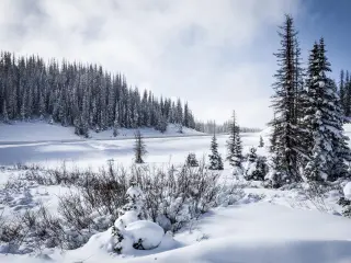Snowy mountain road lined with evergreen trees on a cloudy day