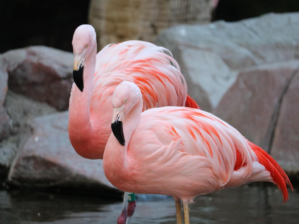 Two flamingos resting in the wildlife habitat