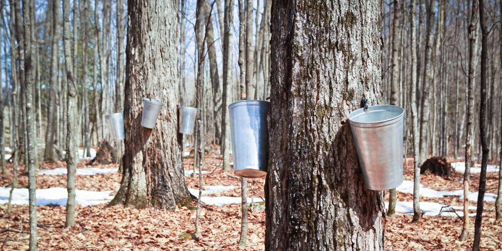 Containers attached to trees collecting maple sap at a sugar shack on Quebec