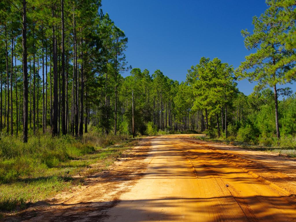 A yellow, dusty road leading to Lake Talquin State Park and Forest with tall glorious pine trees in Tallahassee, Florida
