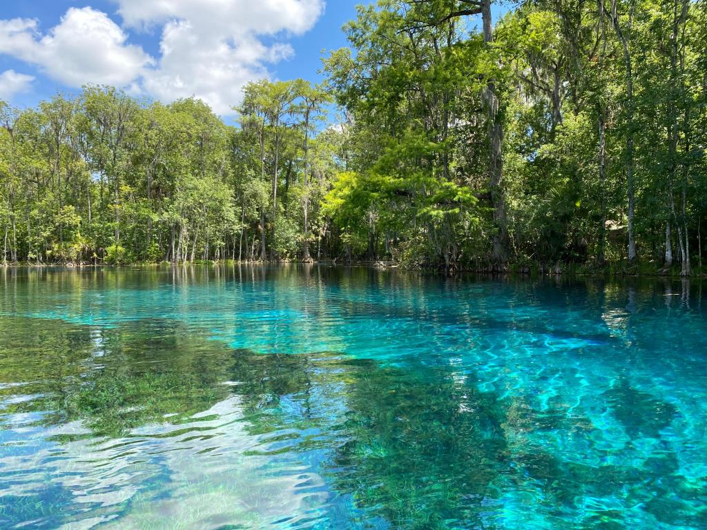 Silver springs in the centre of trees in a picturesque state park 