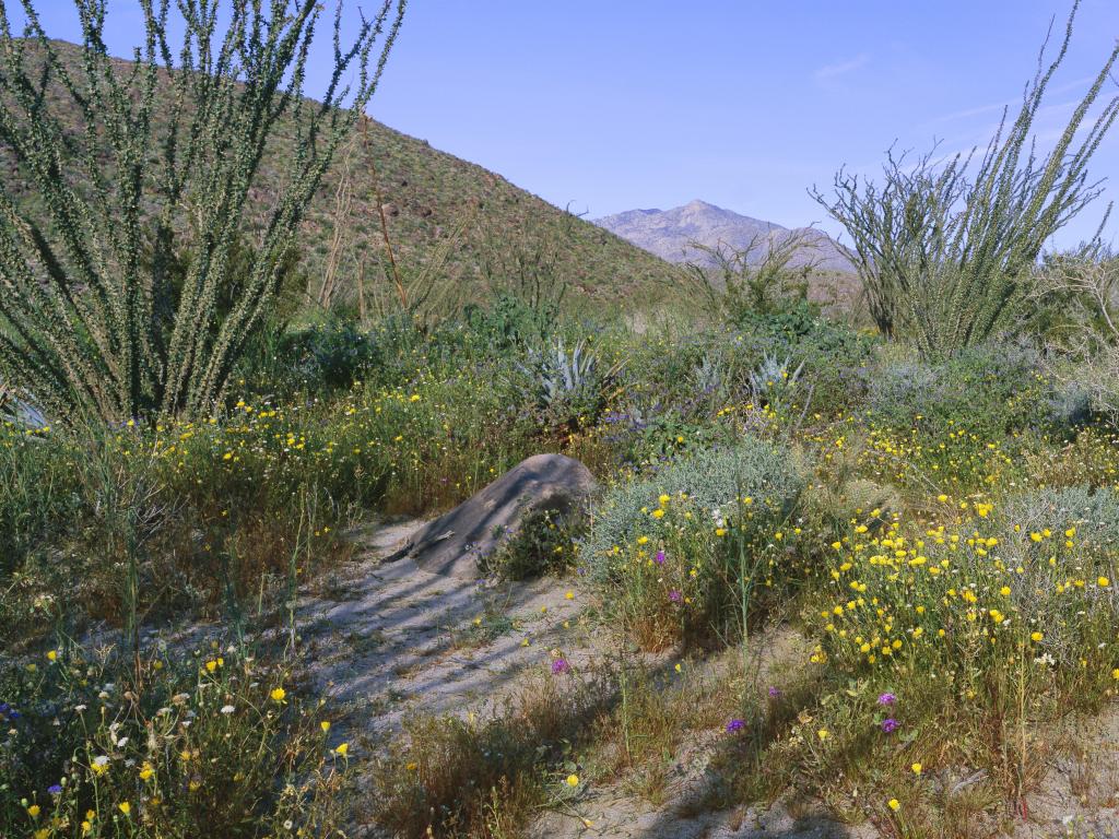 Coyote Canyon in Anza-Borrego Desert State Park, California, USA with a panoramic view of Desert Lillies, Ocotillo and flowers in spring fields.