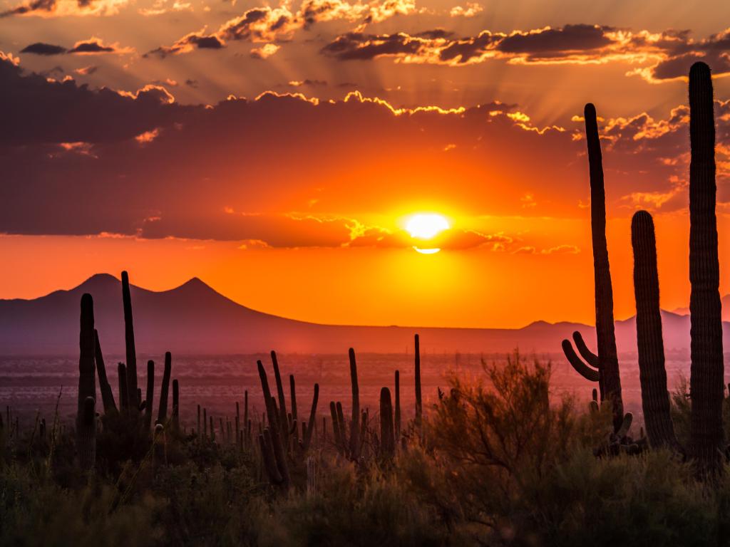 Silhouette of cactus with vibrant pink and red sunset and outline of mountains