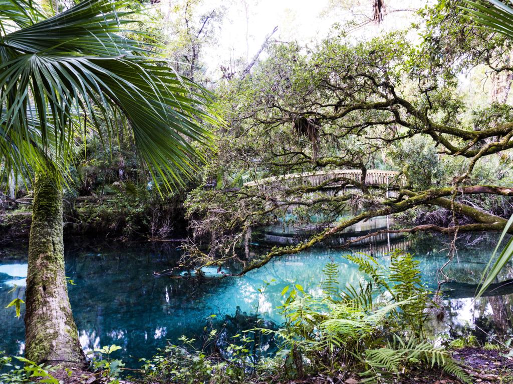 Ocala National Forest, Florida with a palm tree in the foreground, overlooking a beautiful blue river and bridge and woodland in the distance.