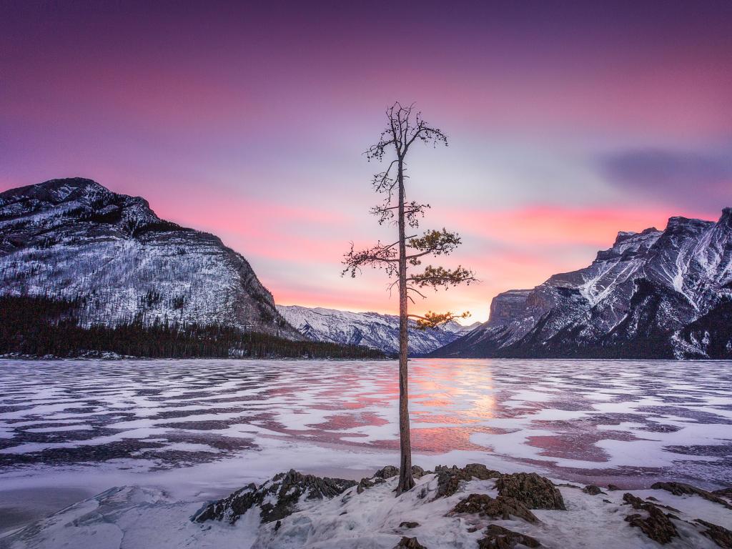 Lake Minnewanka, Banff, Alberta, Canada taken at sunrise during winter with the lake covered in ice and snow, a single tree in the foreground and the mountains in the distance against a pink sky.