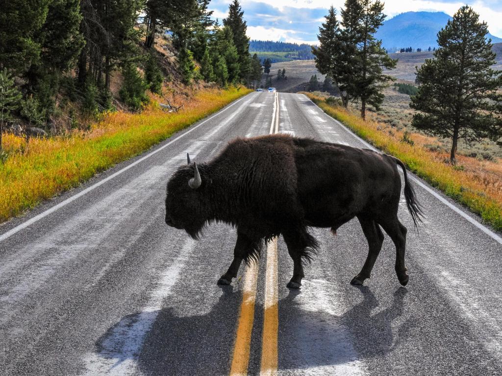 Bison crossing a tree-flanked road at Mammoth Hot Springs in Yellowstone National Park