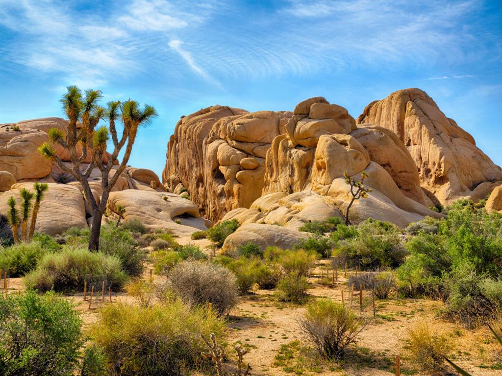 Joshua Tree National Park in California with trees in the foreground and boulders in the background. 