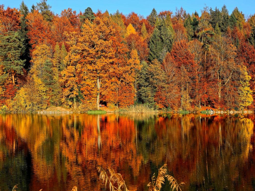 Autumn leaves and their reflections on a lake in Horgenberg, Horgen, Switzerland