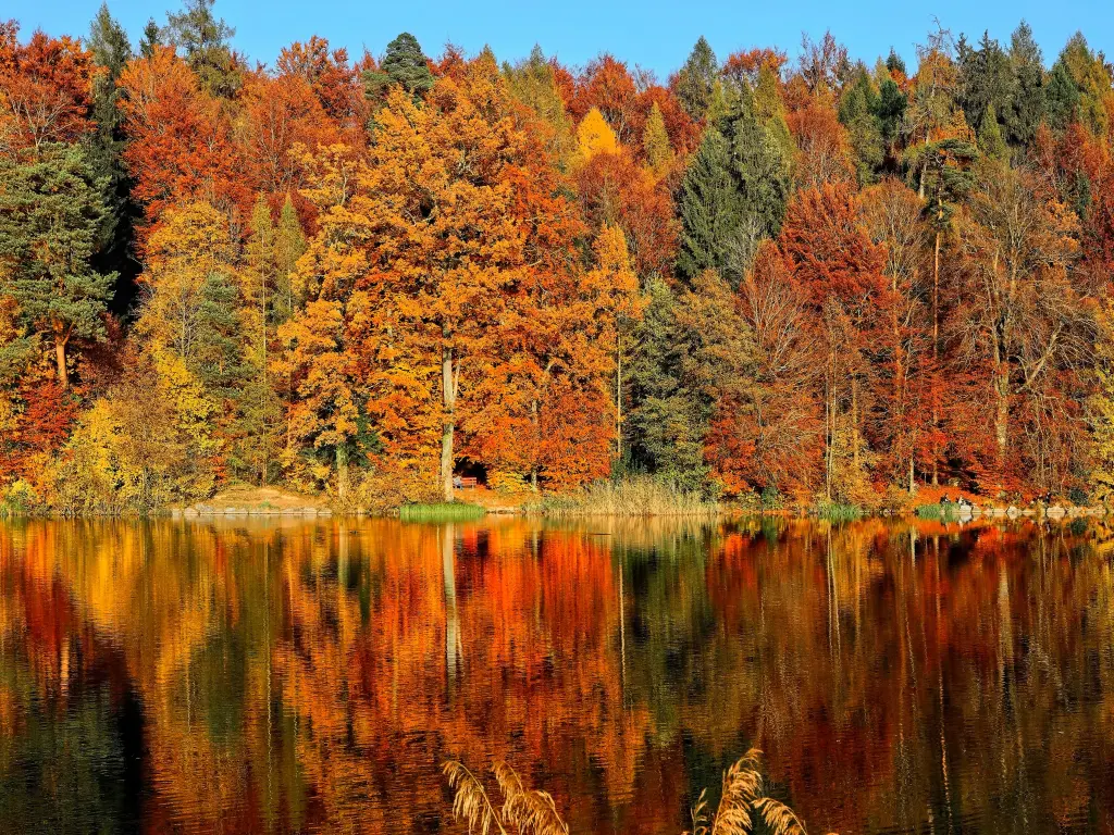 Autumn leaves and their reflections on a lake in Horgenberg, Horgen, Switzerland