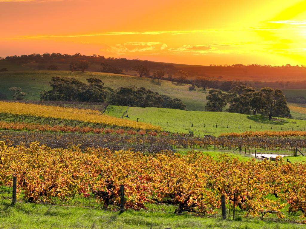 Barossa Valley vineyard in Australia during a fiery sunset