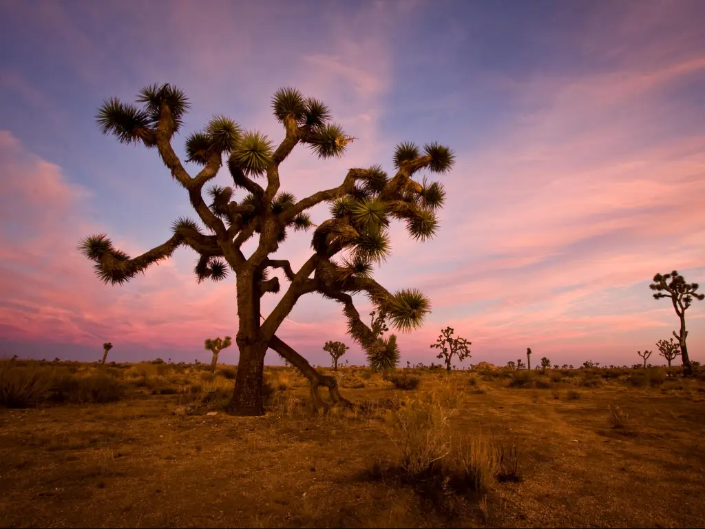 Pink sunset behind Joshua tree with slim trunk and little foliage