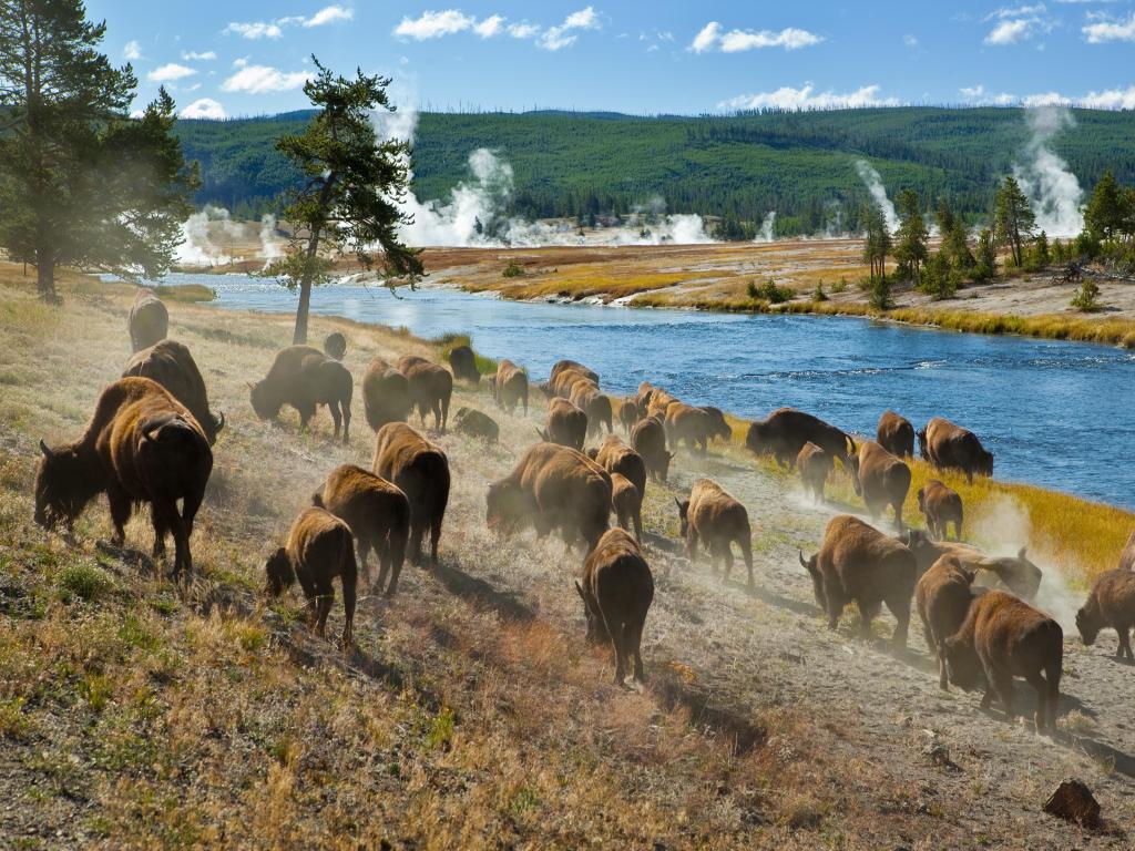 A herd of bison moves quickly along the Firehole River in Yellowstone National Park (near Midway Geyser Basin).