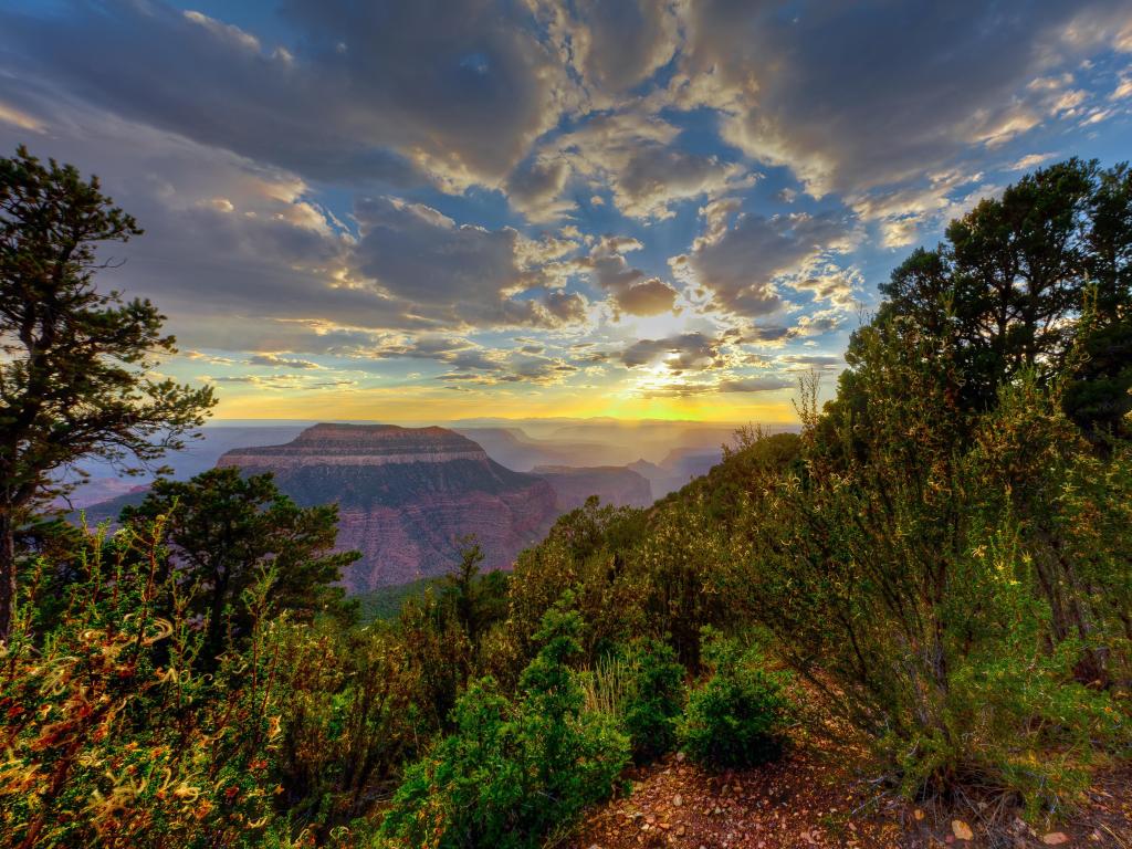 Kaibab National Forest, Arizona, USA surrounding the Grand Canyon taken at sunset with trees in the foreground and the canyon in the distance.