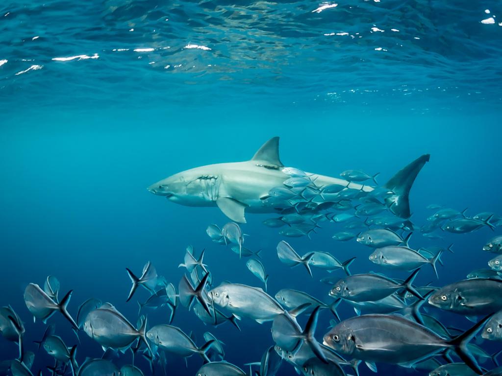 Great white shark with wary trevally courtiers at the South Neptune Islands, South Australia.