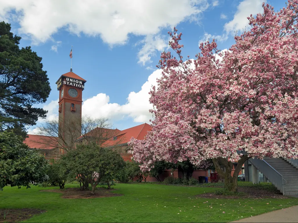 Magnolia tree blossoms in spring at Portland's Union Station