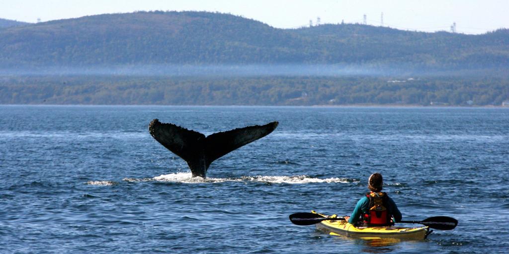 A person in a kayak watching a whale in the river in Tadoussac 