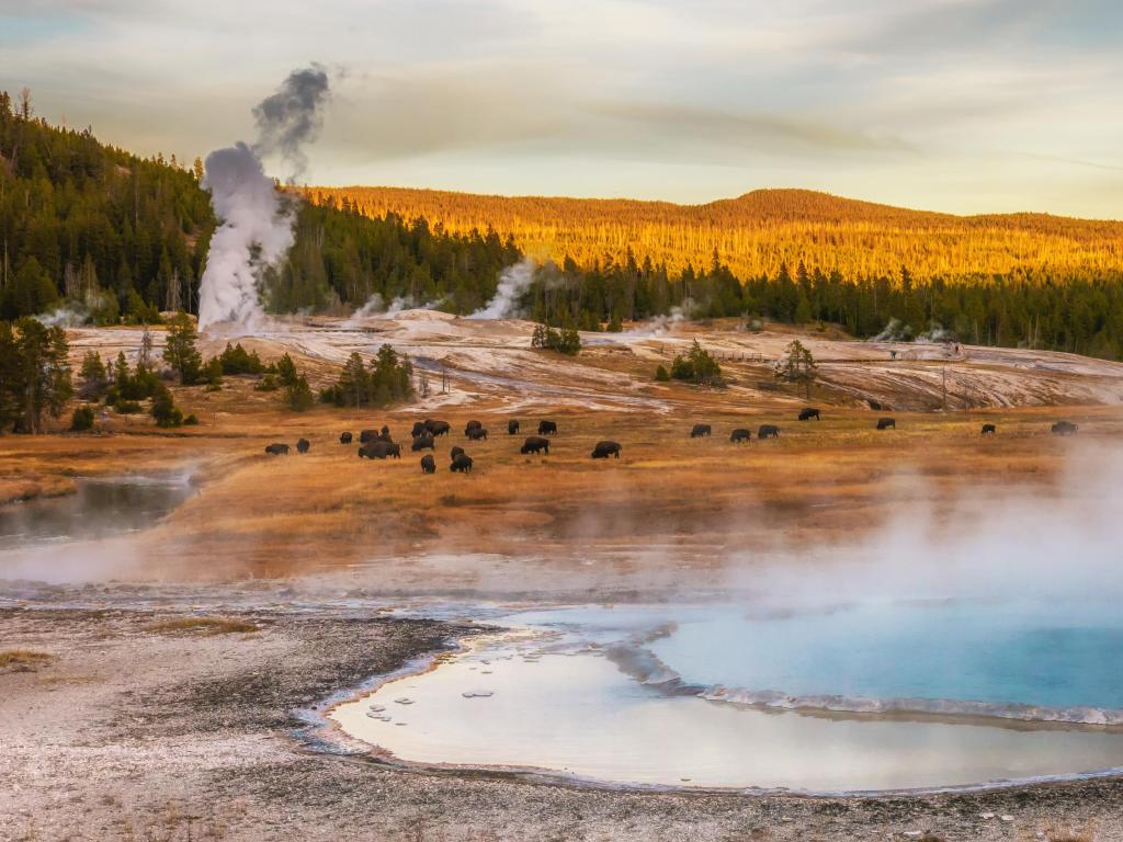 Steam rising off blue hot spring lake with steam from geyser eruption in the background and bison grazing