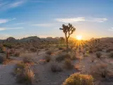 Hiking early in the morning at Joshua Tree National Park