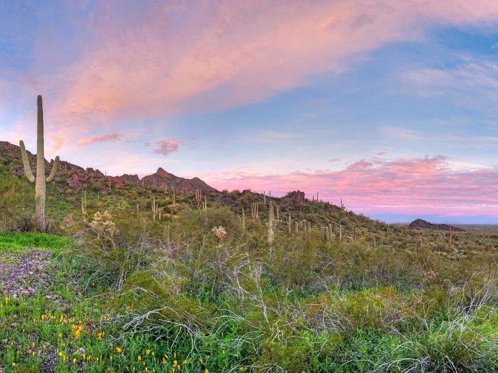 Picacho Peak State Park, USA taken at sunrise with cacti and wildflowers in the foreground and hills in the distance.