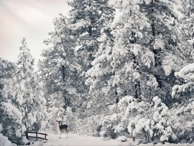 A baby deer in the forest of Idyllwild, California